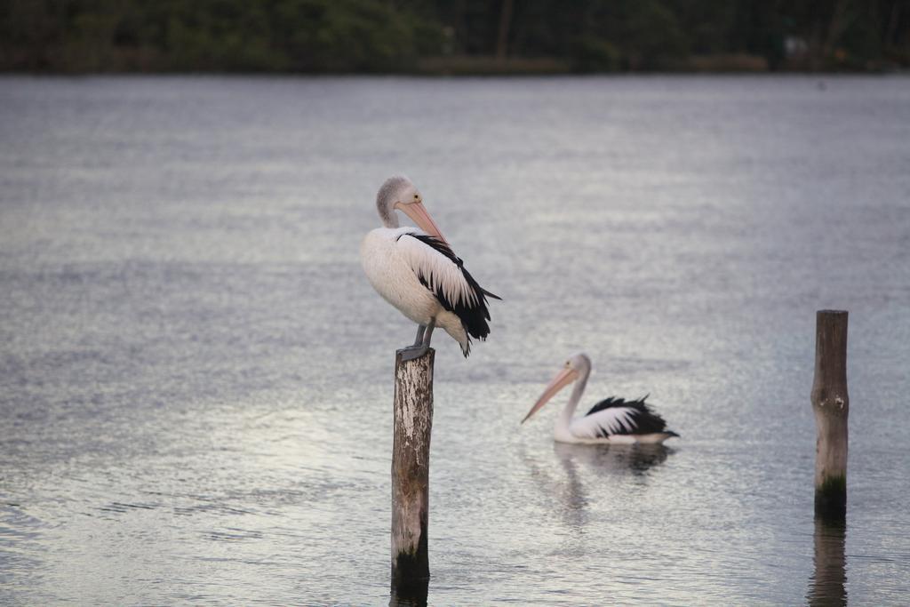 Amaroo Resort Sussex Inlet Luaran gambar